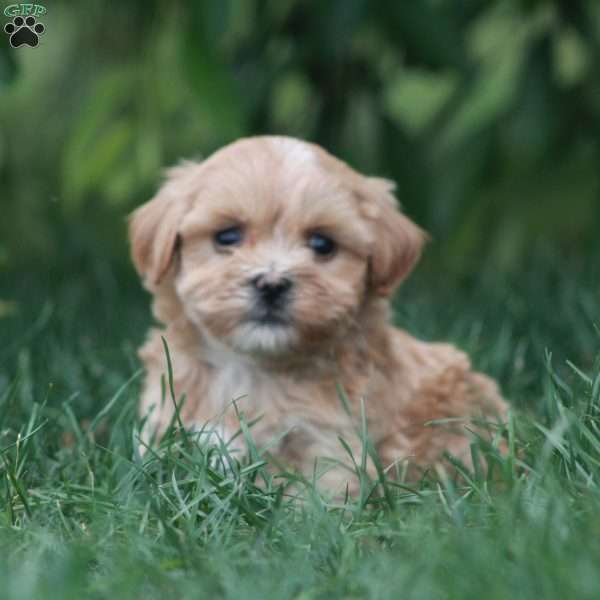 Coral, Toy Poodle Mix Puppy